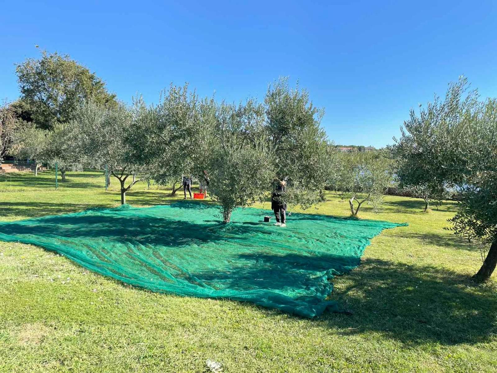 Beach House Ive With Jacuzzi, Pool, Playground And Bbq In An Olive Grove With A Beach, Pomer - Istria Exteriér fotografie